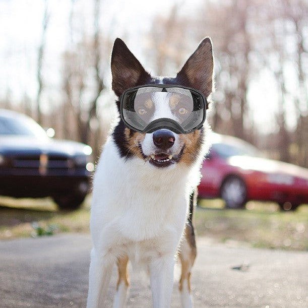 Pet Glasses Large Dog Full Package Eye Protection Windproof Rain And Snow