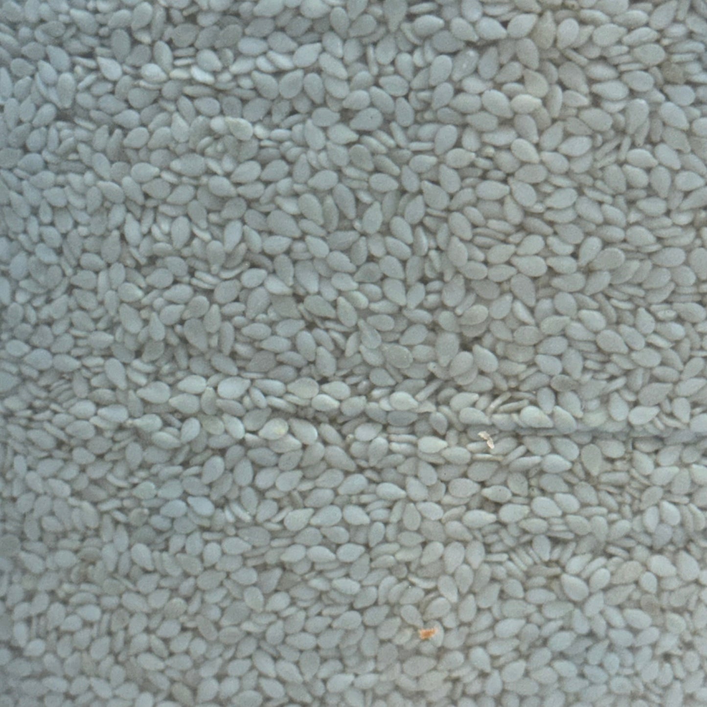 BAKESENSE Hulled Sesame Seeds 10 Lbs 73246