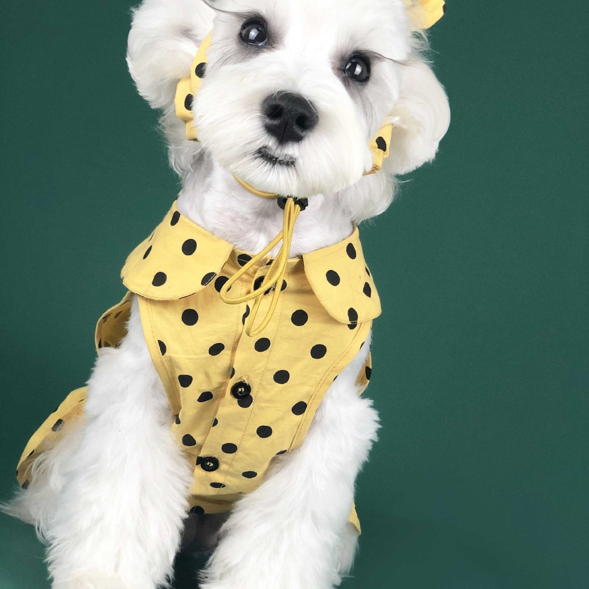 Dog Clothes Summer Thin Small Dog Cute Princess Dress Teddy Schnauzer Corgi Cat Pet Outfit
