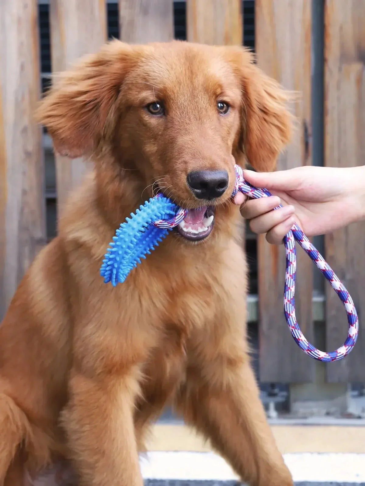 Dog Toys Chew Resistant Nylon Rope Toys Pet Colorful Woven Knot Rubber Toys Dog Self Fun Outdoor Swimming Toys Pet Supplies