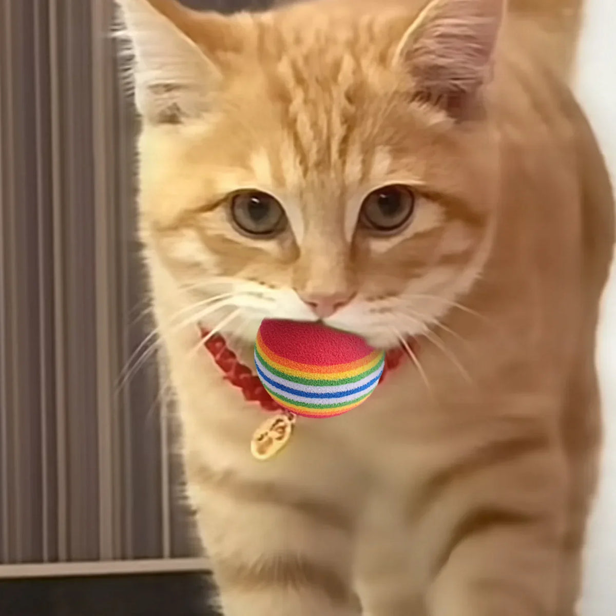 10-100x Colorful Cat Toy Ball EVA Bite-Resistant Elastic Rainbow Ball Kitten Puppy Chewing Training Interactive Toy Pet Supplies